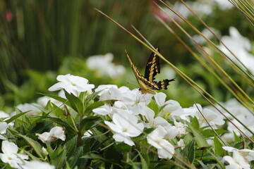 Borboleta amarela pousa em flores brancas do jardim