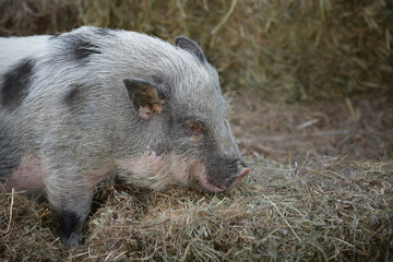 Small spotted pig looking for food among dry grass