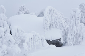 Fototapeta na wymiar winter landscape - bizarre rock and trees on the mountain plateau are covered with deep snow