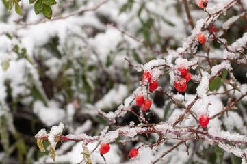 melting snow on red hips of a dog rose