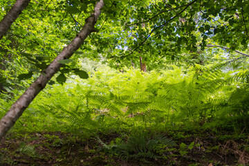 Tropical plants in the forest