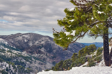 snowfall in the Sierra de las Nieves national park in Malaga. Spain