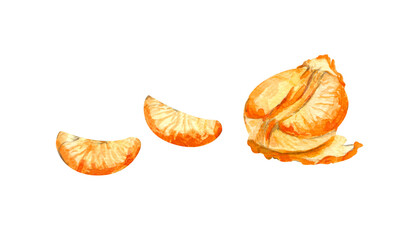 Peeled mandarin with wedges. Hand drawn illustration.
Watercolor painting isolated on white background.