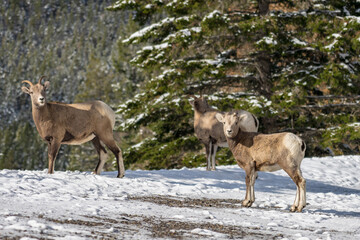 Naklejka premium A group of young Bighorn Sheeps (ewe and lamb) in the snowy forest. Banff National Park in October, Mount Norquay, Canadian Rockies, Canada.
