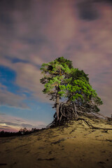 night landscape green old pine tree and pink clouds.