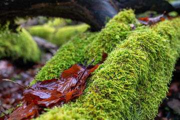 Leaf between Moss-covered Branches in Autumn Forest