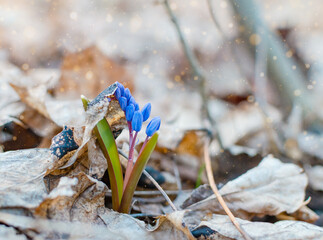 blue snowdrop in the afternoon in the forest