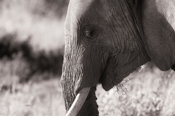 African elephant face profile in black and white monochrome. Side head, top tusk, animal smiles. Wildlife seen on safari vacation in Kenya. Loxodonta Africana