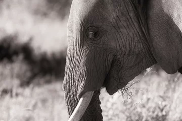 Foto op Aluminium African elephant face profile in black and white monochrome. Side head, top tusk, animal smiles. Wildlife seen on safari vacation in Kenya. Loxodonta Africana © Nicola.K.photos