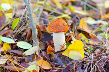 Rotkappe Pilz im Herbstwald - red cap mushroom in forest