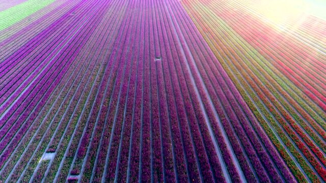 Low altitude aerial view of purple tulip field located in Flevoland the Netherlands near Amsterdam showing bright coloured flowers in rows below shot by professional drone 4k high resolution