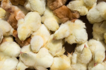 Little yellow chickens top view. A group of diurnal cute beautiful chickens.