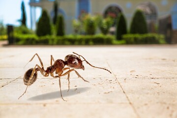 Small ant worker walking on the road