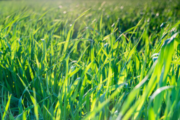 Young Wheat Sprouts Growing in the Field in summer sunset rays. Close Up