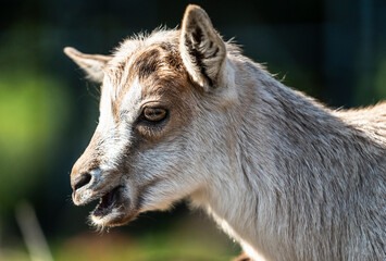 close-up photo of goat face 