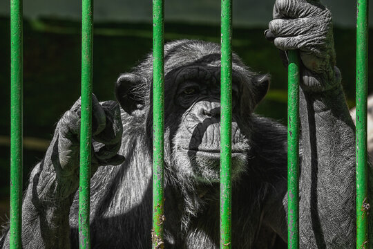 portrait of an old chimp mokey behind bars