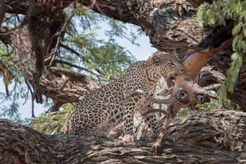 Naklejka na ściany i meble african leopard with antelope kill on the branch of a tree