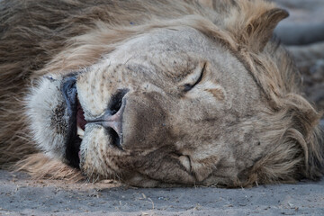 closeup portrait of a sleeping  african lion