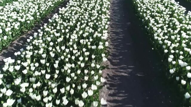 Low altitude aerial view of white tulip field located in Flevoland the Netherlands near Amsterdam showing bright coloured flowers in rows below shot by professional drone 4k high resolution footage