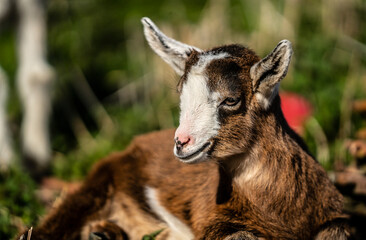 Baby goat kid ruminates, goats lying in lawn 