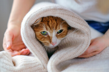 Human hands holding a cat. Tender love and friendship between human and animal. Adopting homeless...