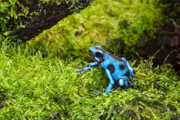 Dendrobates auratus el cope is a species of poison dart frog native to the tropical rainforests of Central and South America