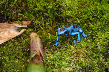 Dendrobates auratus el cope is a species of poison dart frog native to the tropical rainforests of...