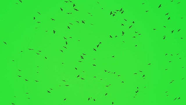A flock of ravens in slow motion. Crows green screen. Silhouettes of wild birds pattern for design.