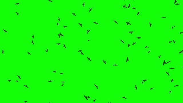 A flock of ravens in slow motion. Crows green screen. Silhouettes of wild birds pattern for design.