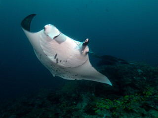 Manta