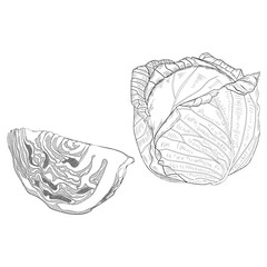 Sketch white cabbage. Hand drawn cabbage. Cabbage. Hand drawn vegetables. Leafy vegetable. Fresh organic and healthy, diet and vegetarian food. Vector illustrations isolated on white background.