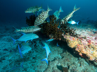 fressende Fische