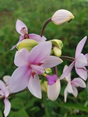 pink and white orchid