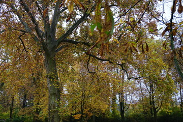 Fototapeta premium autumn in the park