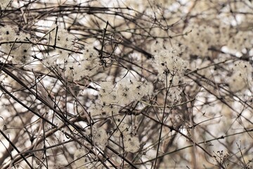 Clematis Vitalba Seed Heads in Winter