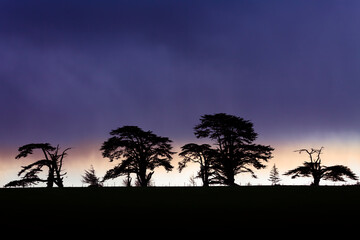 Fototapeta na wymiar March of the ents. Stormy sunset with the rain lashing down over silhouetted trees.