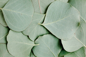 Background/Texture made of green eucalyptus leaves. Flat lay, top view