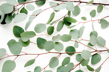 Fototapeta na wymiar Pattern, texture with green leaves eucalyptus isolated on white background. Flat lay, top view