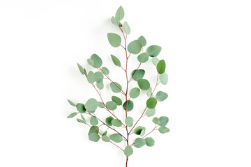 Green leaves eucalyptus isolated on white background. Flat lay, top view.