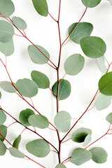 Pattern, texture with green leaves eucalyptus isolated on white background. Flat lay, top view