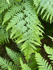 fern leaves