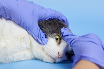 A veterinarian in medical gloves is checking the eye of an adult cat.