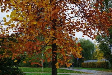 Naklejka premium autumn trees in the park