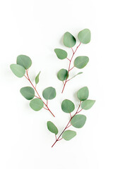 Green leaves eucalyptus isolated on white background. Flat lay, top view.