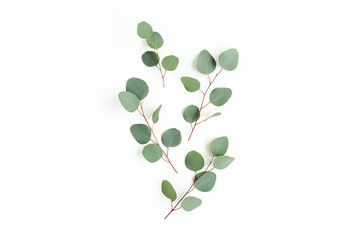 Green leaves eucalyptus isolated on white background. Flat lay, top view.