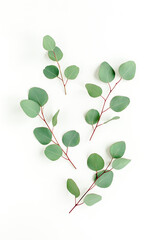 Green leaves eucalyptus isolated on white background. Flat lay, top view.