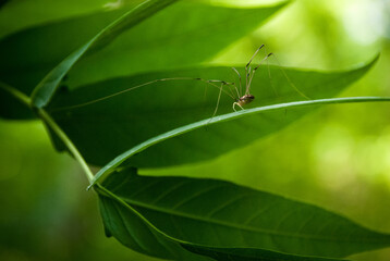 Daddy longlegs common spider crawling on a bright green leaf with legs out
