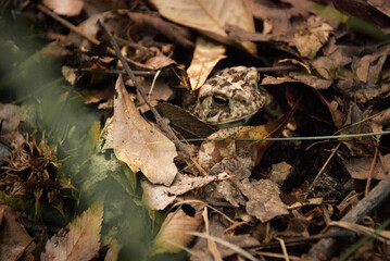 American Toad camouflaged hidden in brown leaf litter on the forest floor