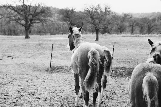 Colt Horses Running Away Through Field In Black And White.