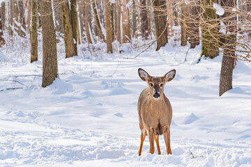 Deer standing in snowy field near forest in winter - Powered by Adobe